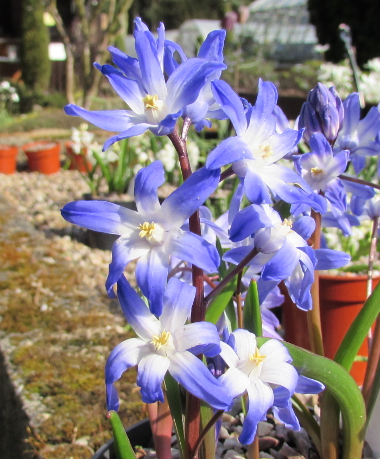 Chionodoxa forbesii 